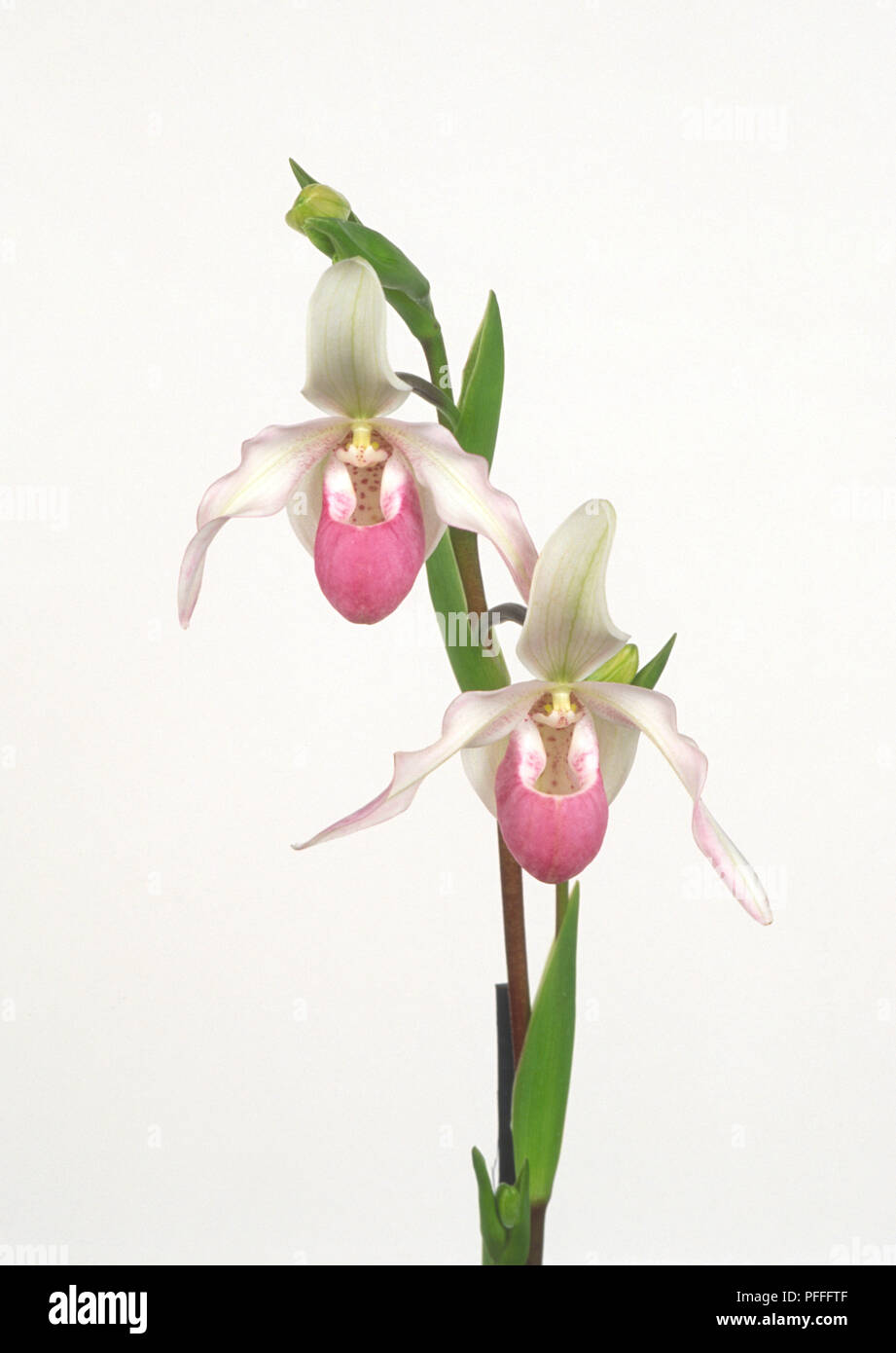 Phragmipedium sedenii, orchid showing two pink and white flower heads, close-up Stock Photo