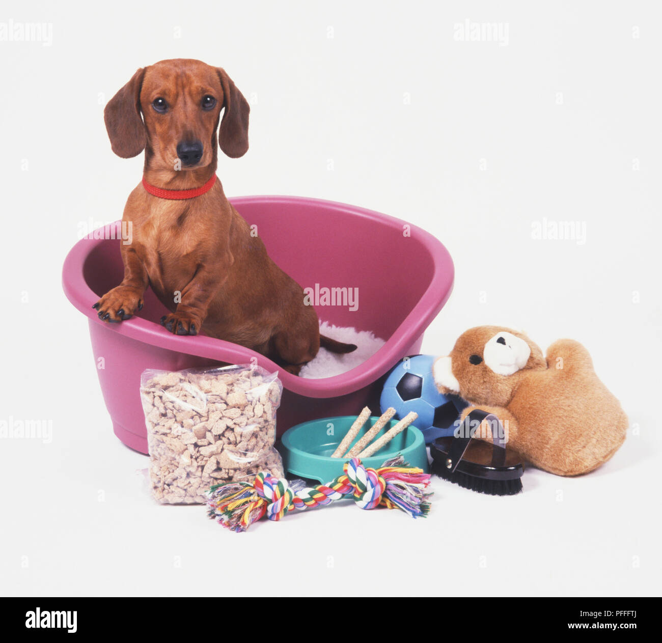 Dachshund (Canis familiaris) sitting up in a basket, surrounded by toys, a brush, a bowl and a packet of dry dog food Stock Photo