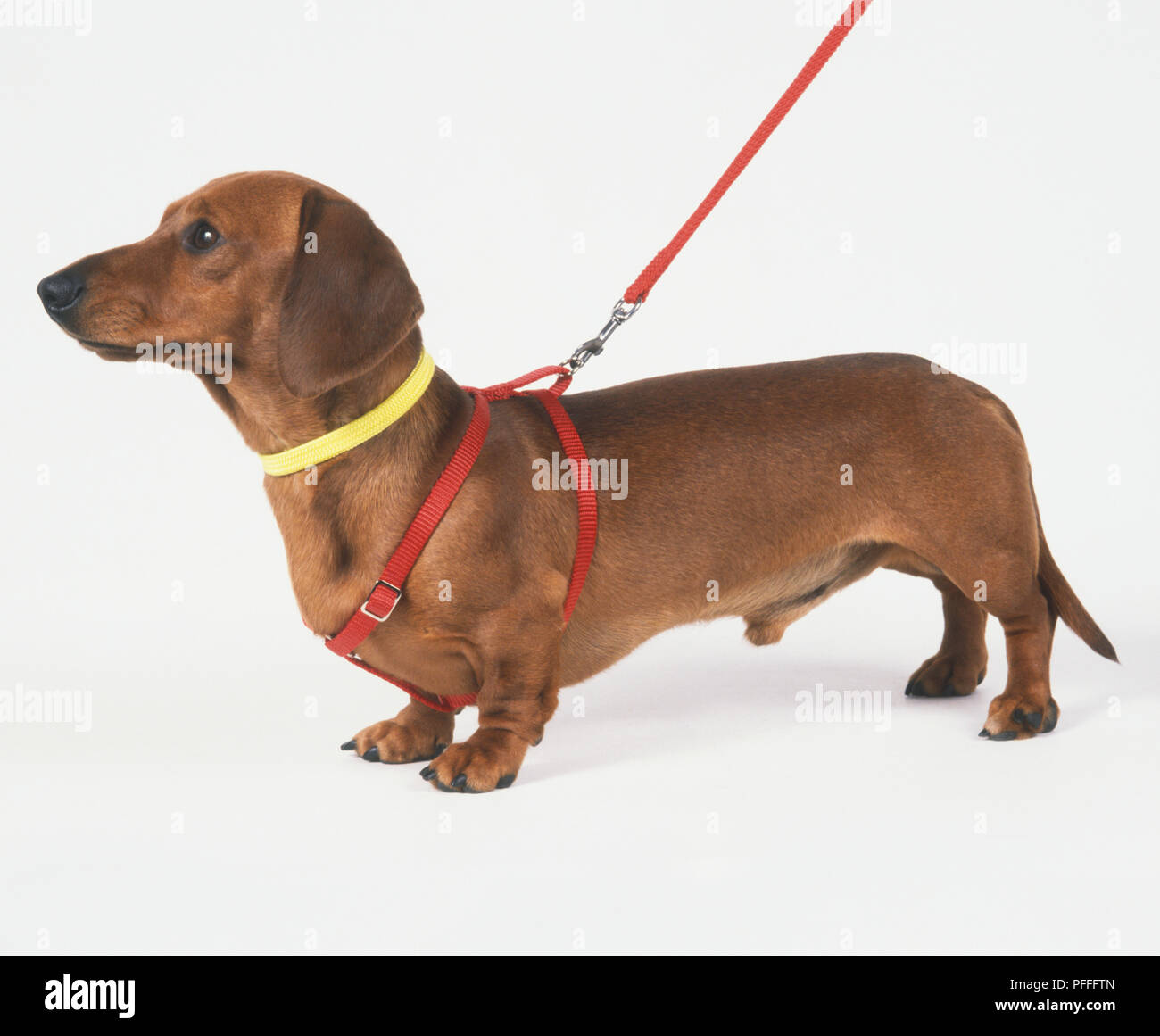 Short-haired, brown Dachshund (Canis familaris) wearing a body harness, side view Stock Photo
