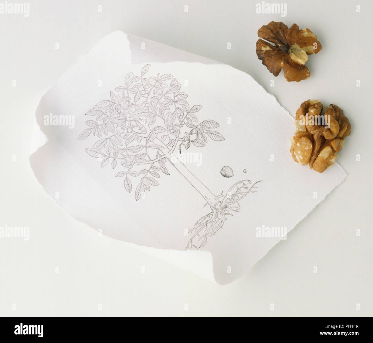 Above view, raw Walnuts on a curled illustration of a Walnut tree. Stock Photo