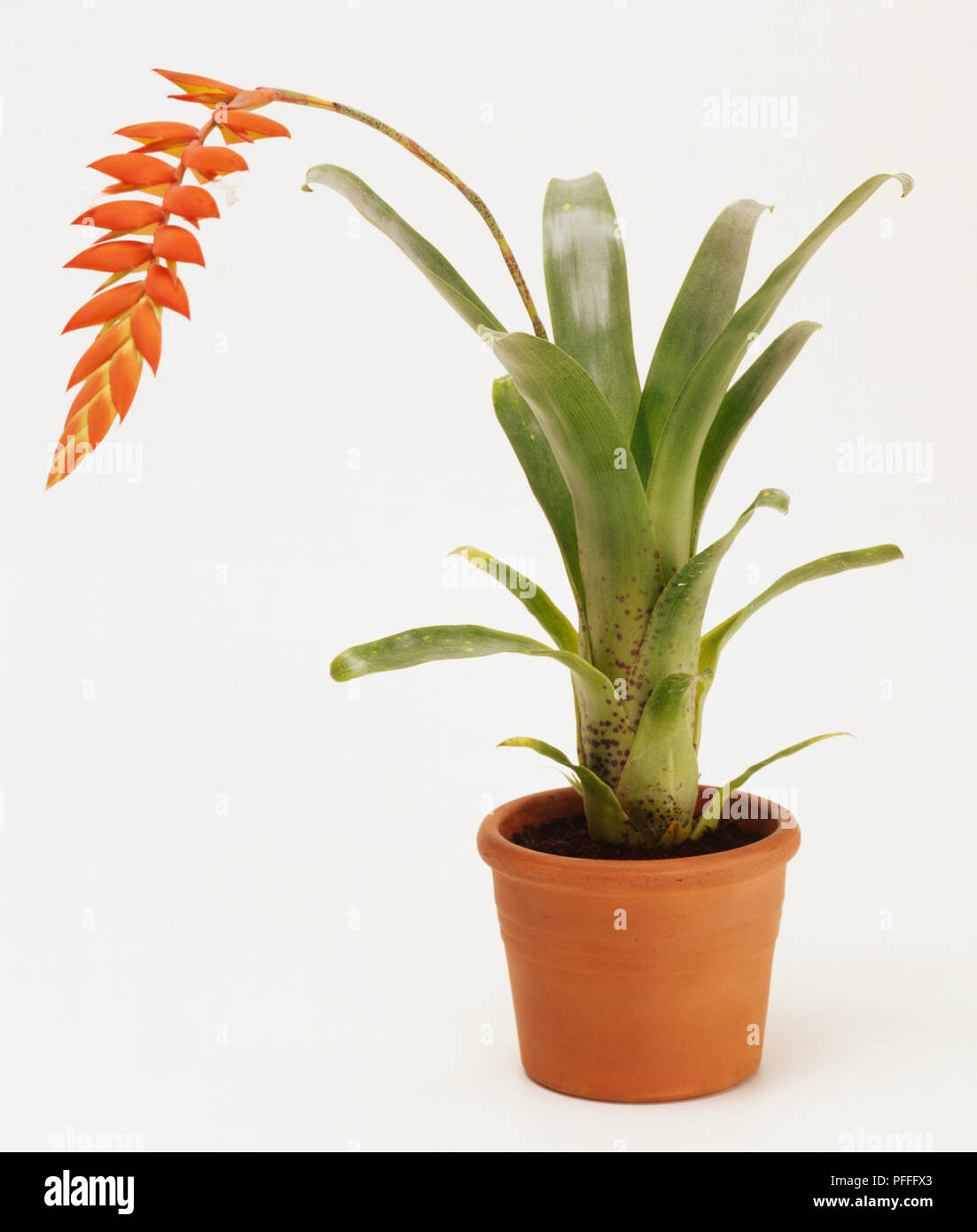 Ornamental air plant hi-res stock photography and images - Alamy