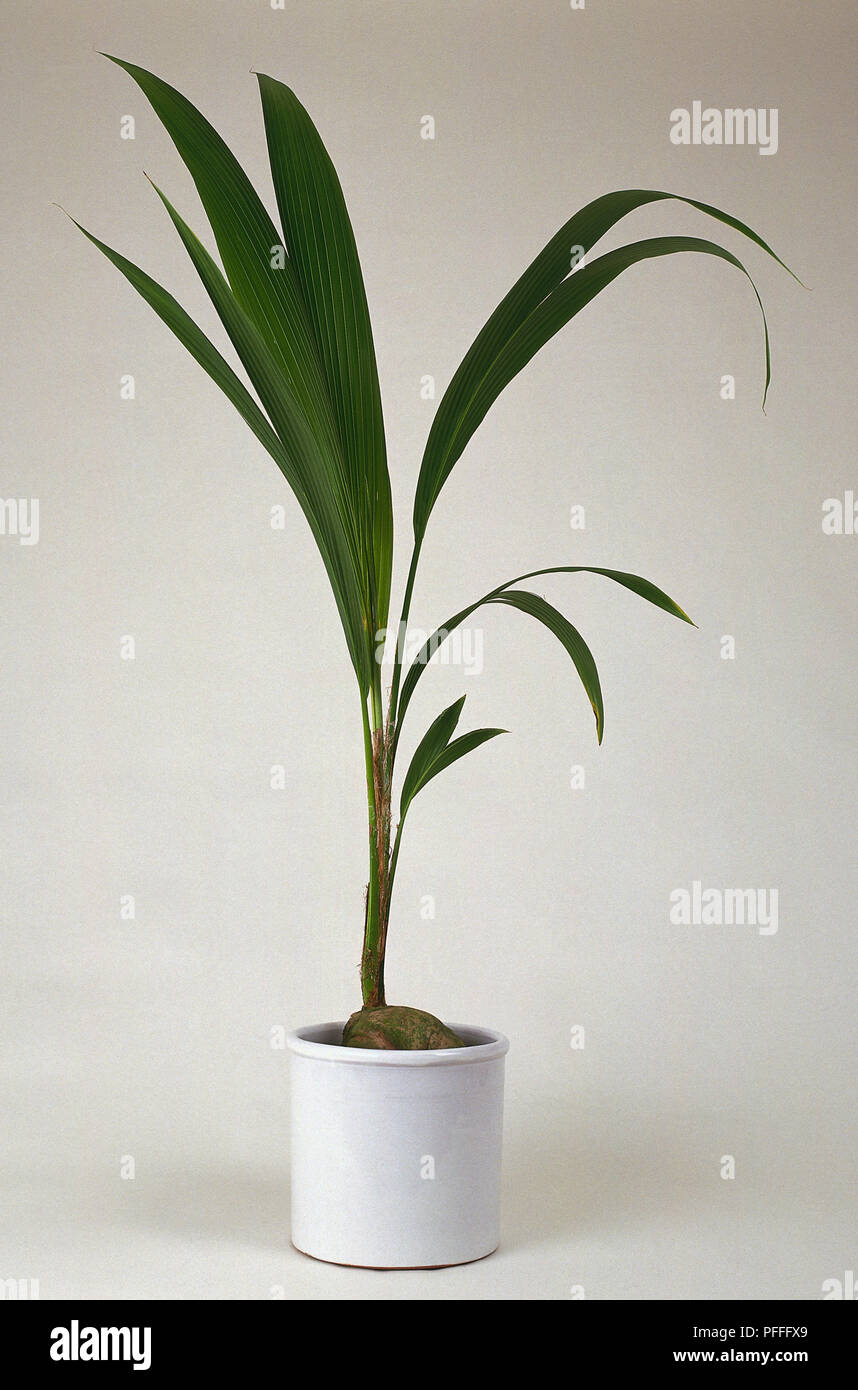 Coconut palm in pot growing straight from seed sitting on top of potting mixture Stock Photo Alamy
