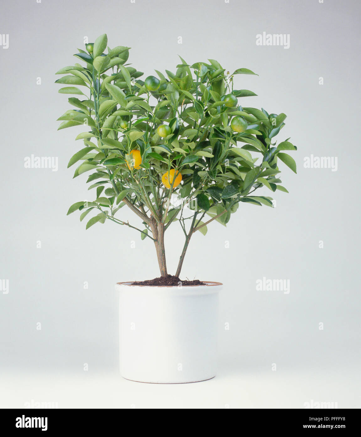 Citrus mitis (Calamondin orange tree) in plant pot Stock Photo