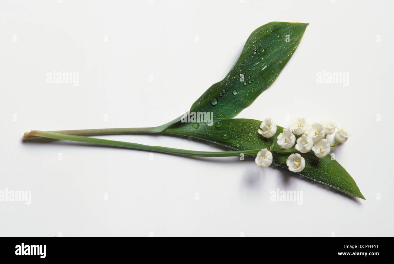 Cutting from Convallaria majalis (Lily of the valley), showing white