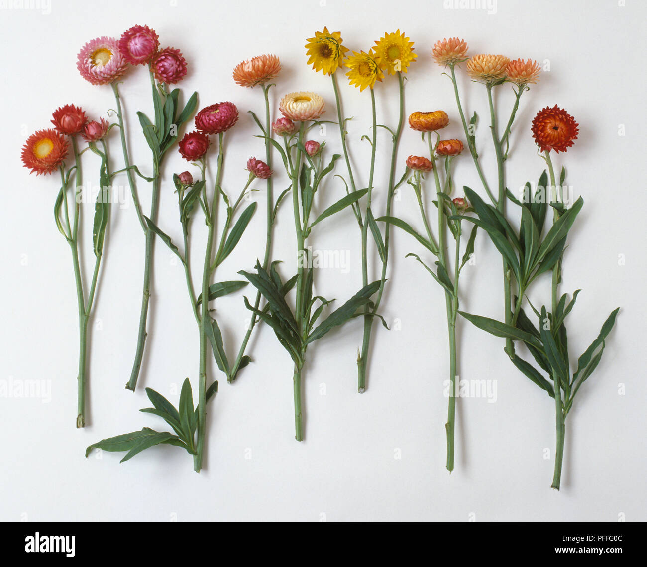 Colour varieties of Helichrysum sp. (Strawflowers), in a row Stock Photo