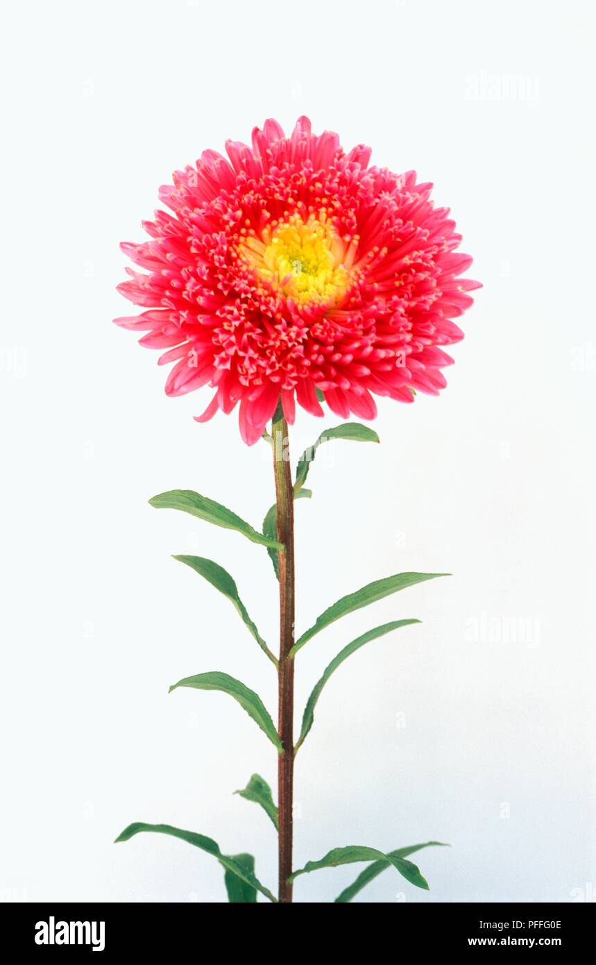 Pink and yellow flower from Callistephus chinensis Princess Series 'Giant Princess' (China aster) Stock Photo