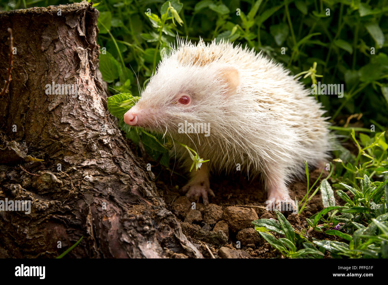 Albino Eyes High Resolution Stock Photography and Images - Alamy