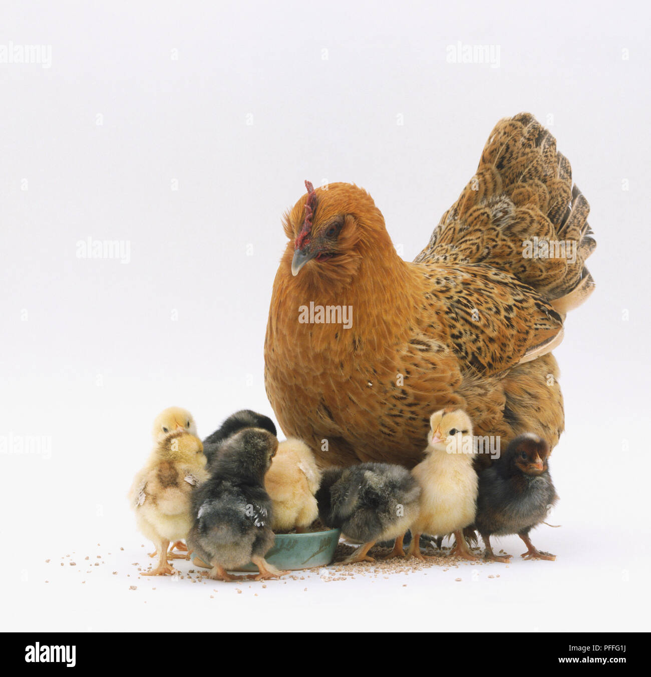 A brown and black speckled Hen (Gallus gallus) with chicks gathered around her, feeding from a bowl Stock Photo