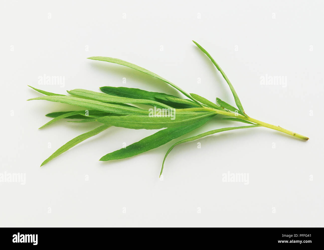 Artemisia dracunculus, sprig of Tarragon Stock Photo Alamy