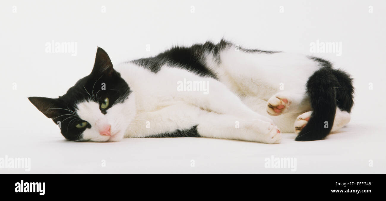 BLACK AND WHITE CAT LYING DOWN Stock Photo - Alamy