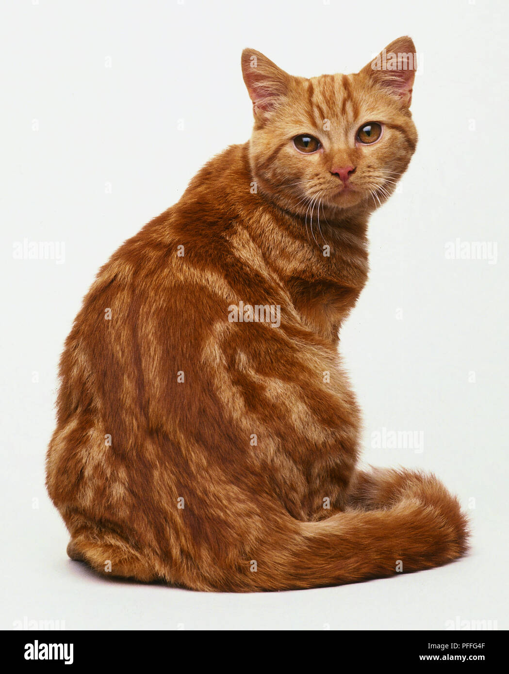 Red classic tabby hi-res stock photography and images - Alamy