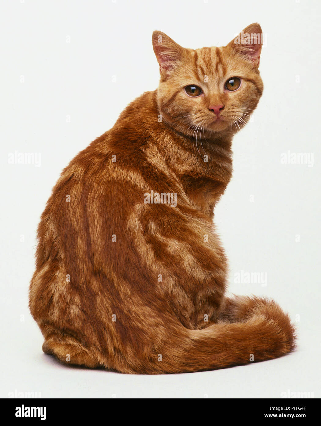 Tilstedeværelse Rosefarve genopfyldning Red classic tabby hi-res stock photography and images - Alamy