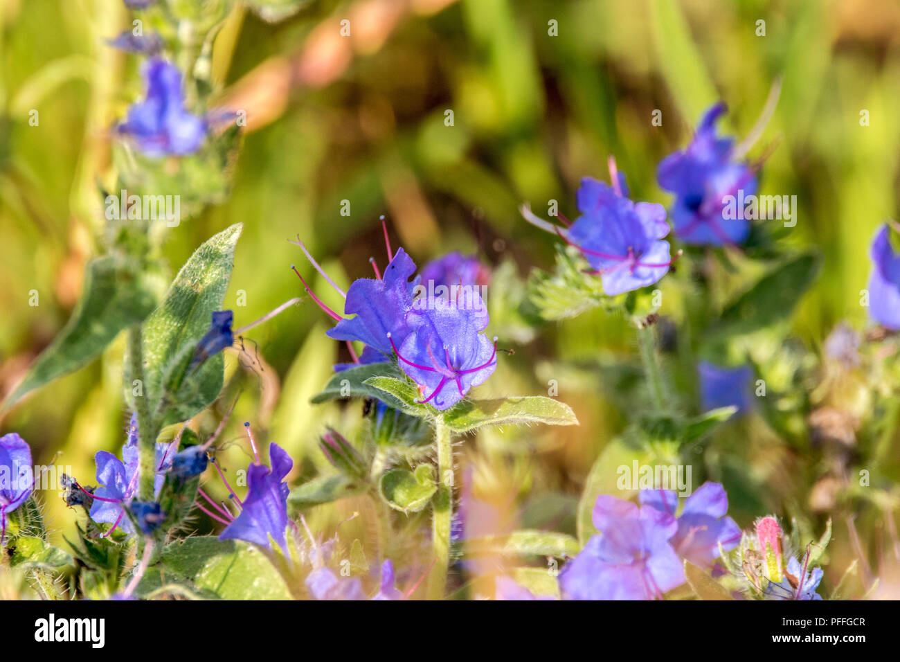 image background field of blue flowers on a meadow Stock Photo - Alamy