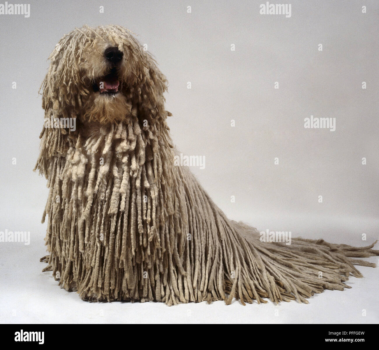 A Komondor with a thick heavy white or cream corded coat, sitting on its haunches Stock Photo