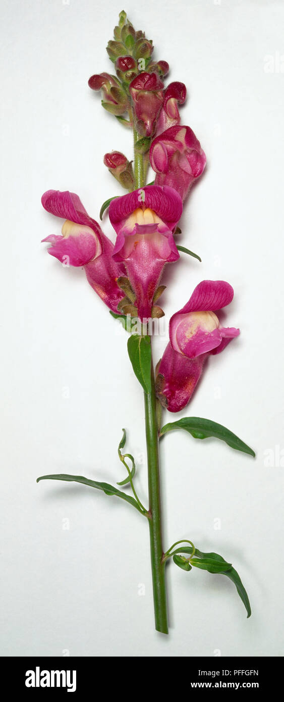 Scrophylariales hires stock photography and images Alamy