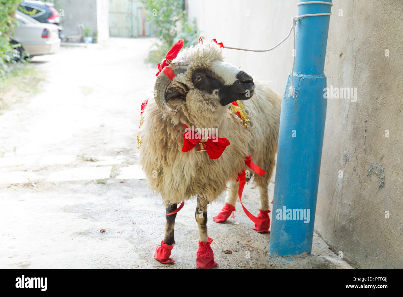 Sheeps and goats are waiting for their new owners who will sacrifice