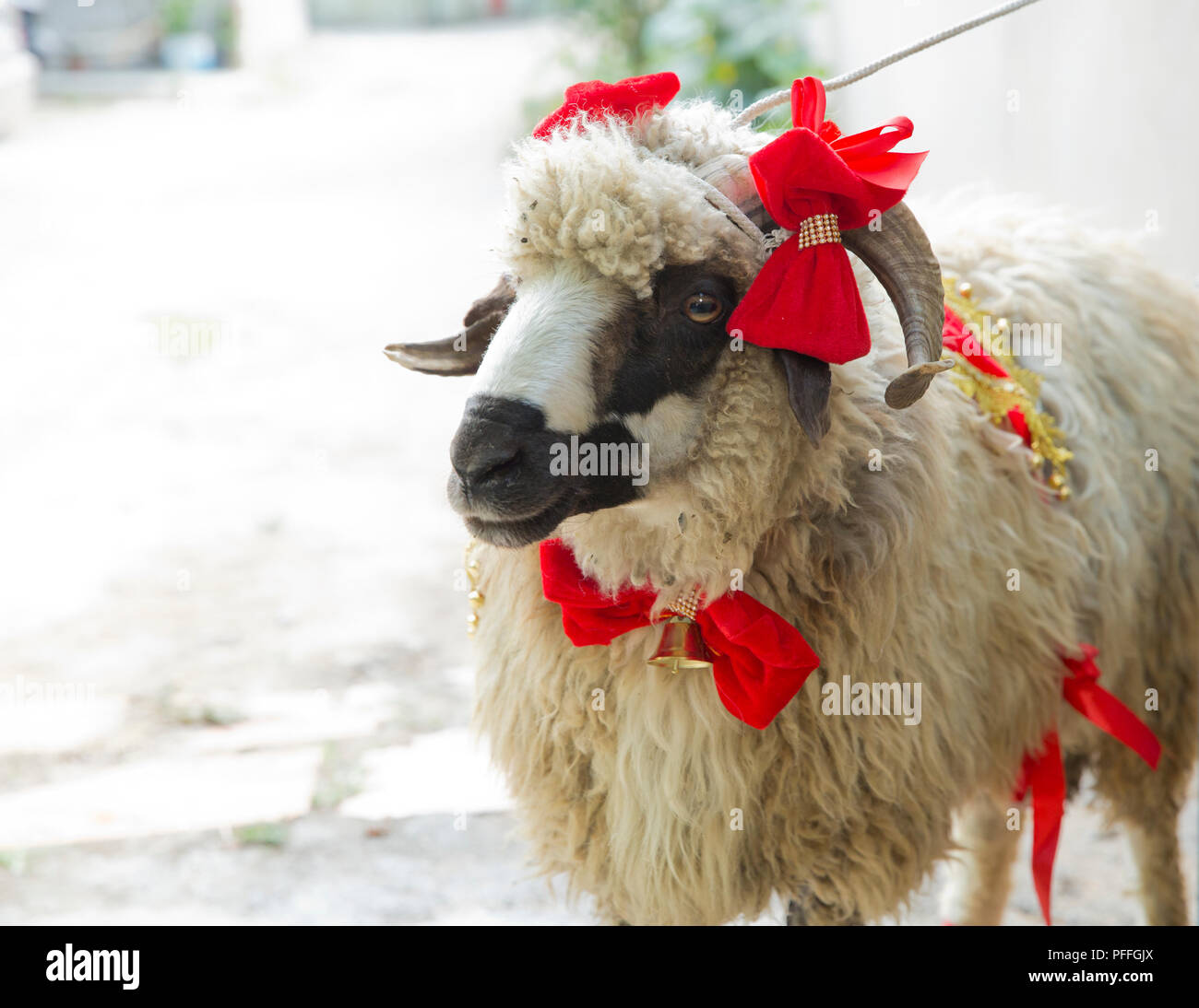 Sheeps and goats are waiting for their new owners who will sacrifice