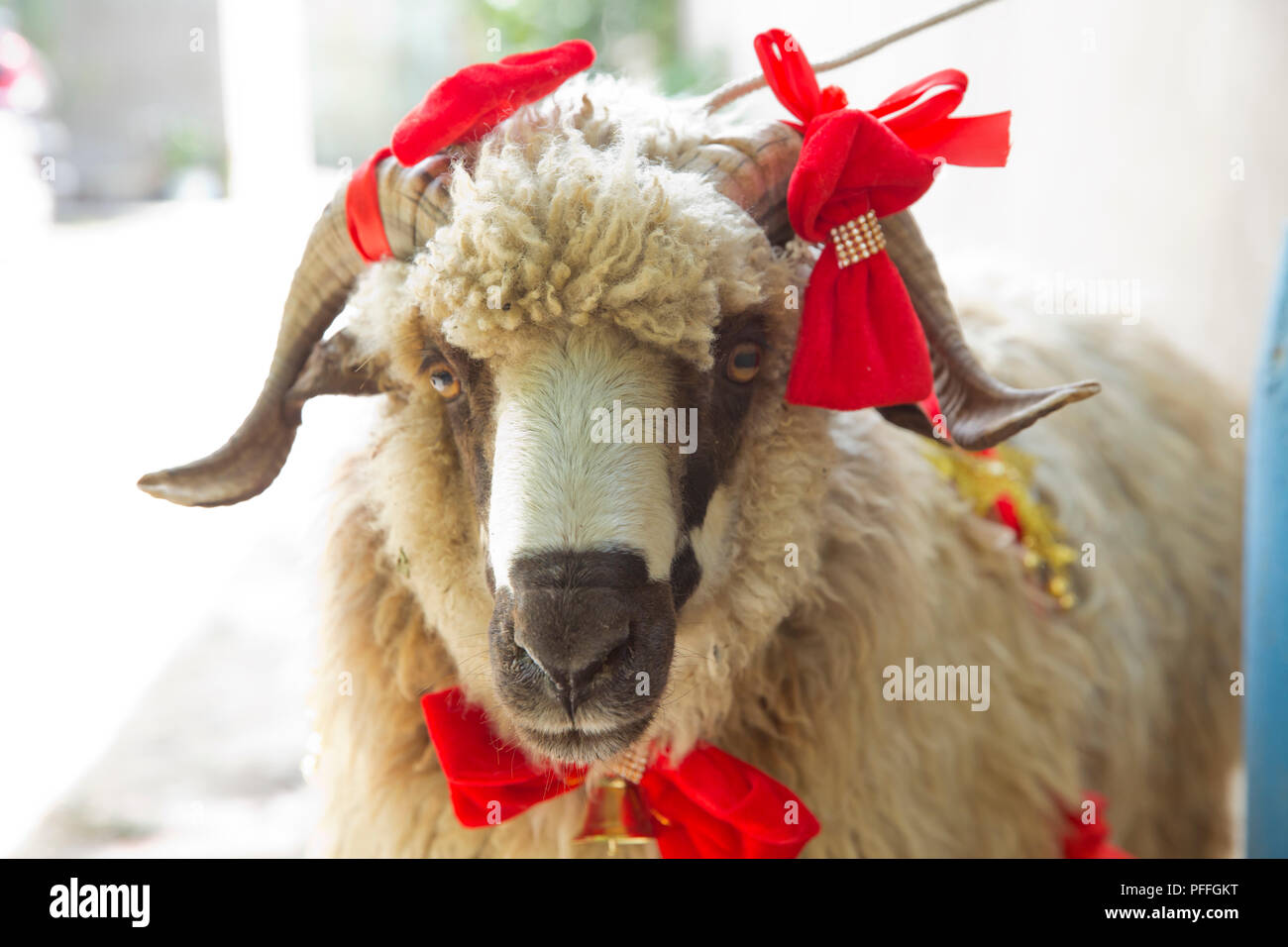 Sheeps and goats are waiting for their new owners who will sacrifice