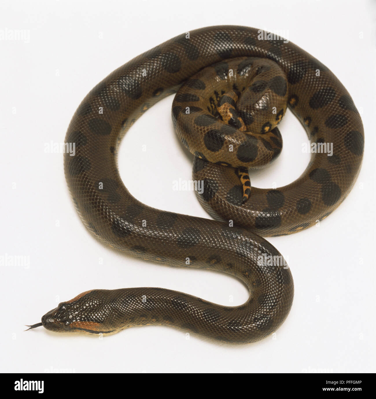 anaconda fangs anaconda fangs