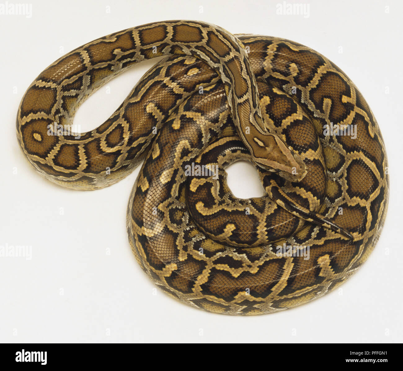 Constricting hi-res stock photography and images - Alamy