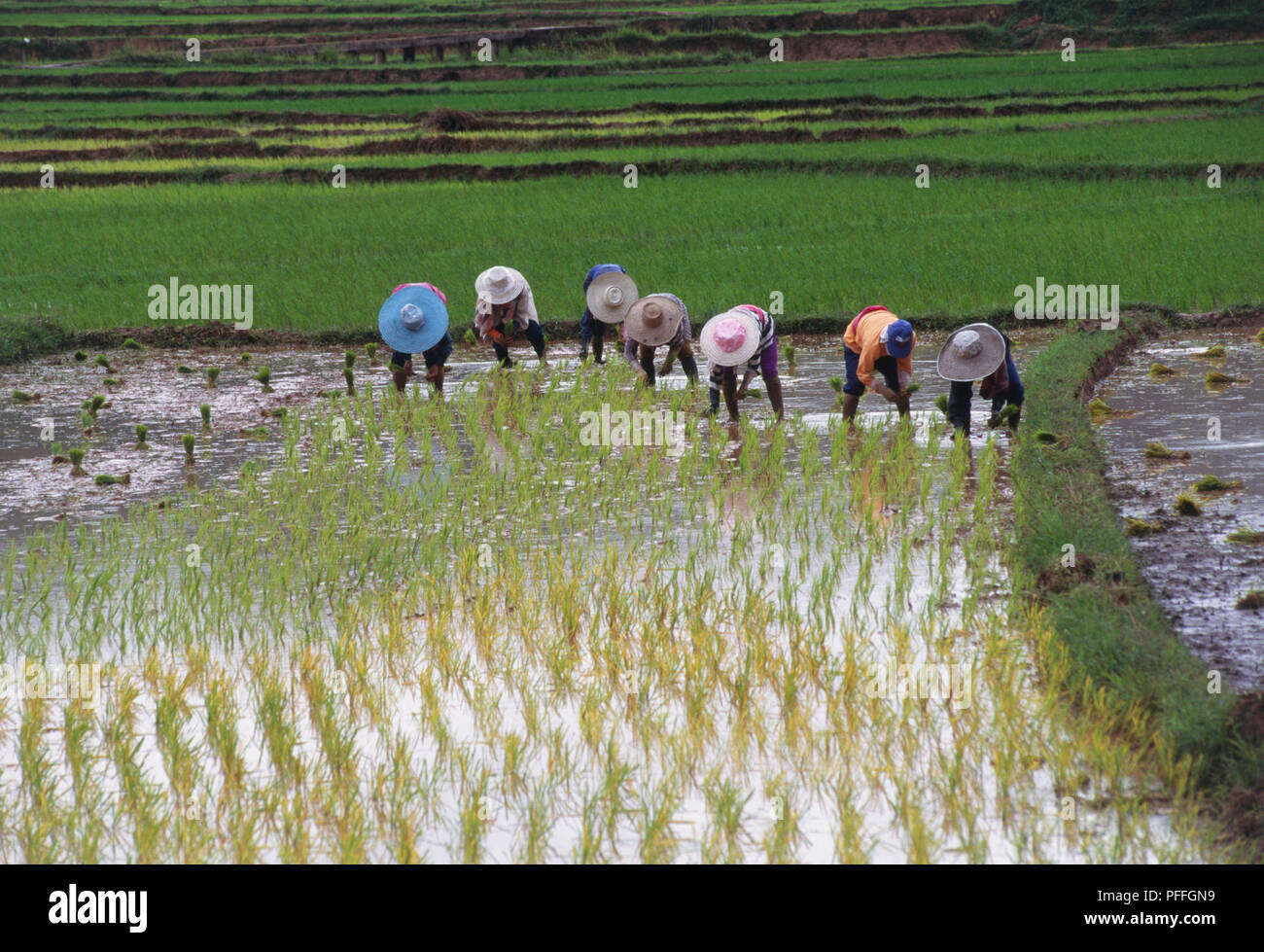 Thailand, Long Bau, farmers in rice paddies bending forward. Stock Photo