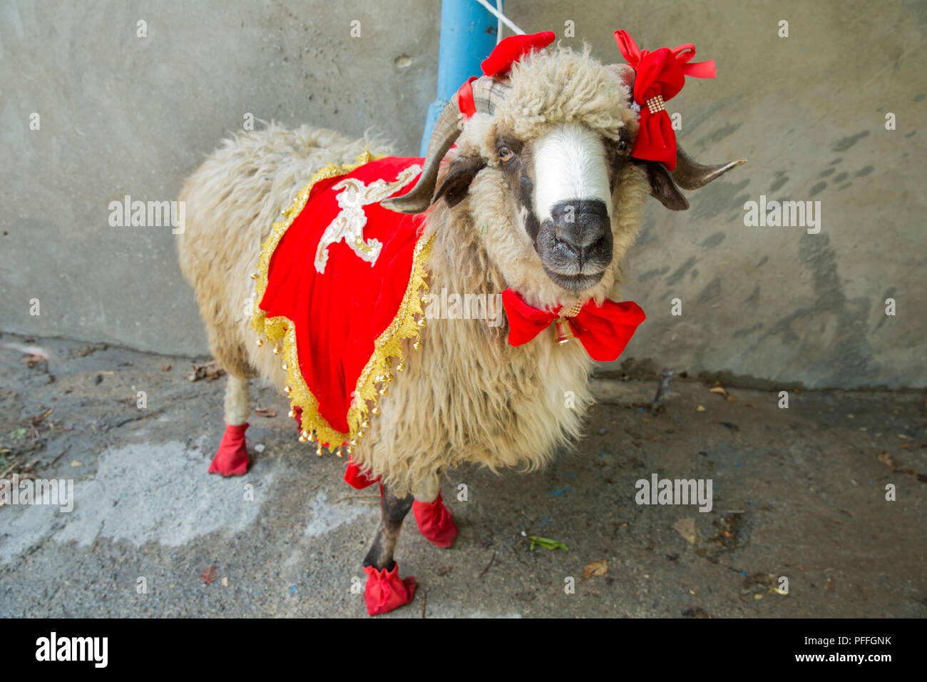 Sheeps and goats are waiting for their new owners who will sacrifice