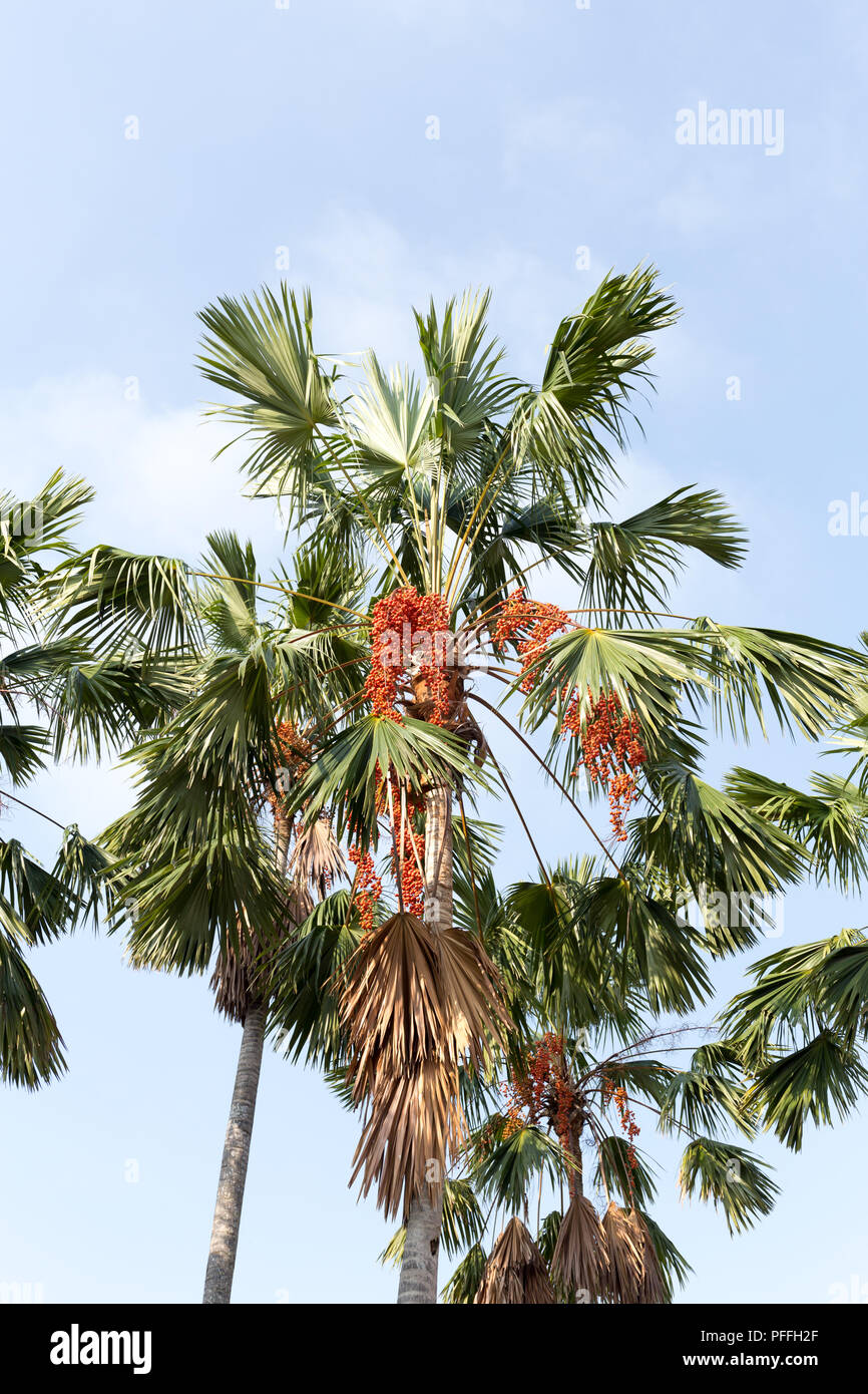 Sealing wax palm with red fruit Stock Photo Alamy