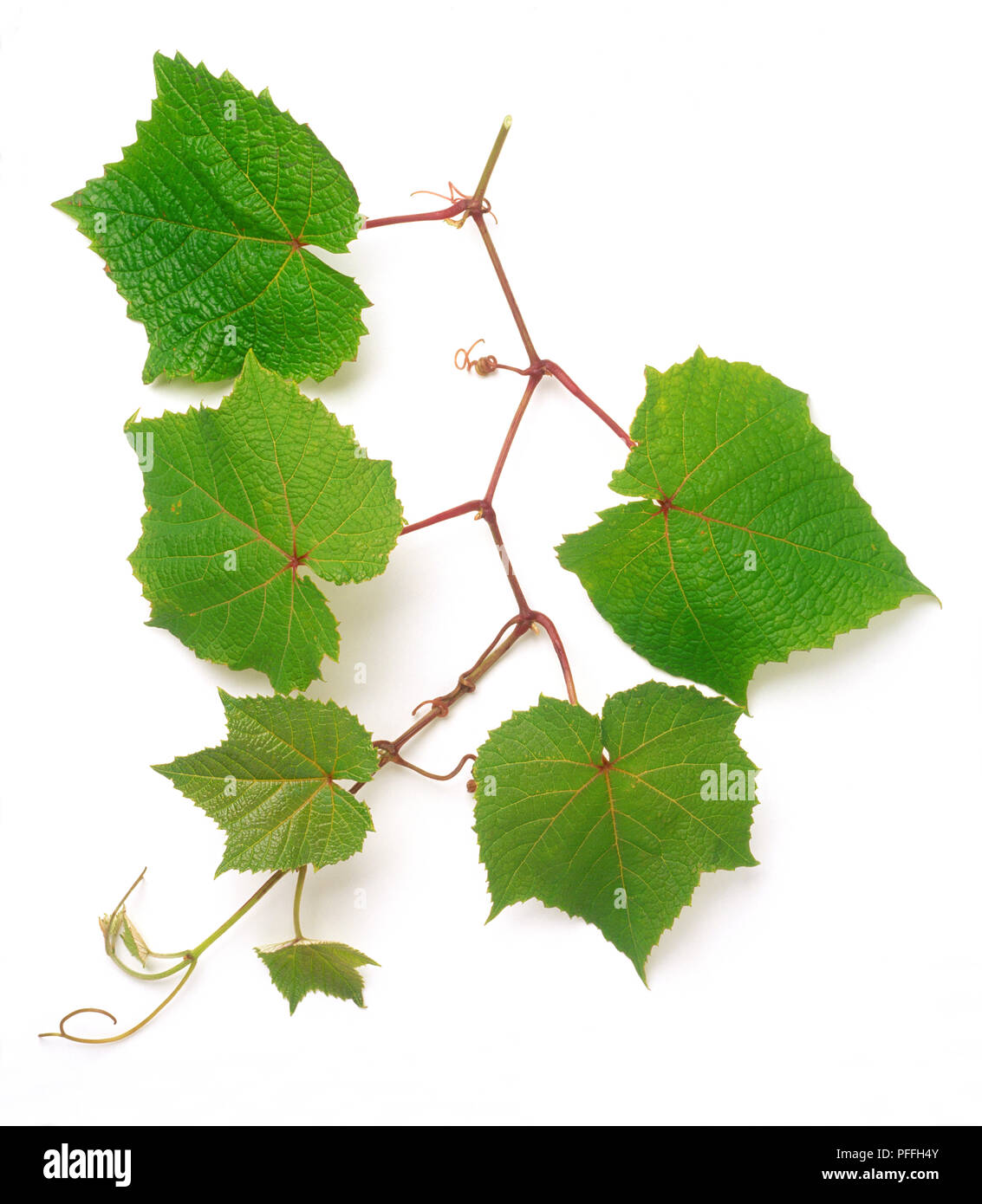 Vitis coignetiae leaf Cut Out Stock Images & Pictures - Alamy