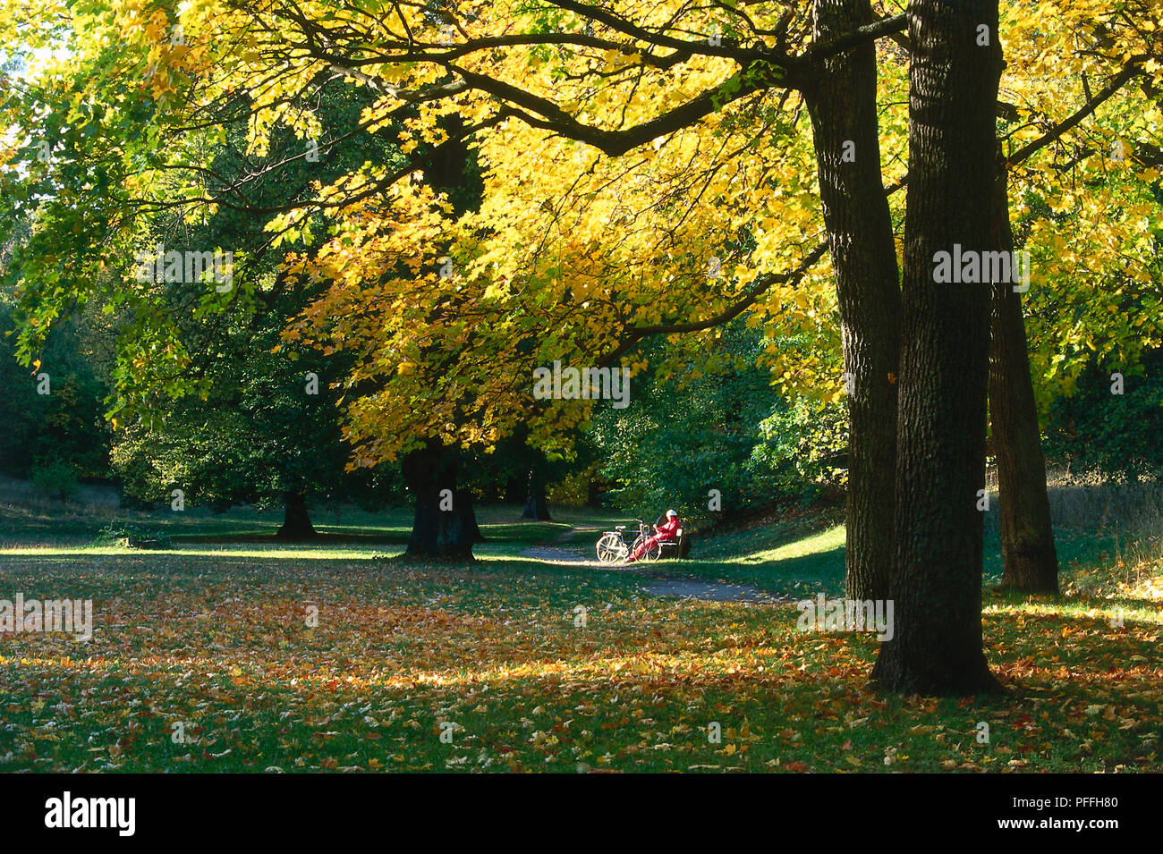 Sweden, Stockholm, profusion of autumn colours and fallen leaves in Hagaparken. In the distance people are seated underneath a shaft of light on a park bench. Stock Photo