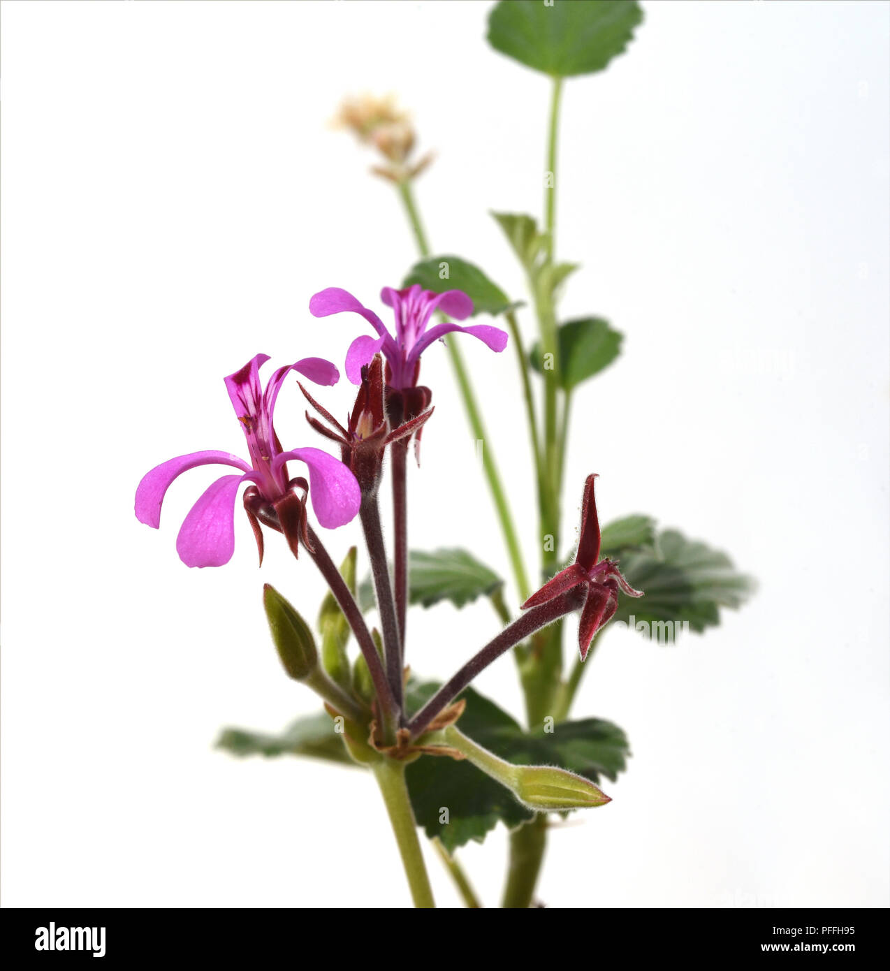 Kapland-Pelargonie, Umckaloabo, Pelargonium, reniforme Stock Photo - Alamy