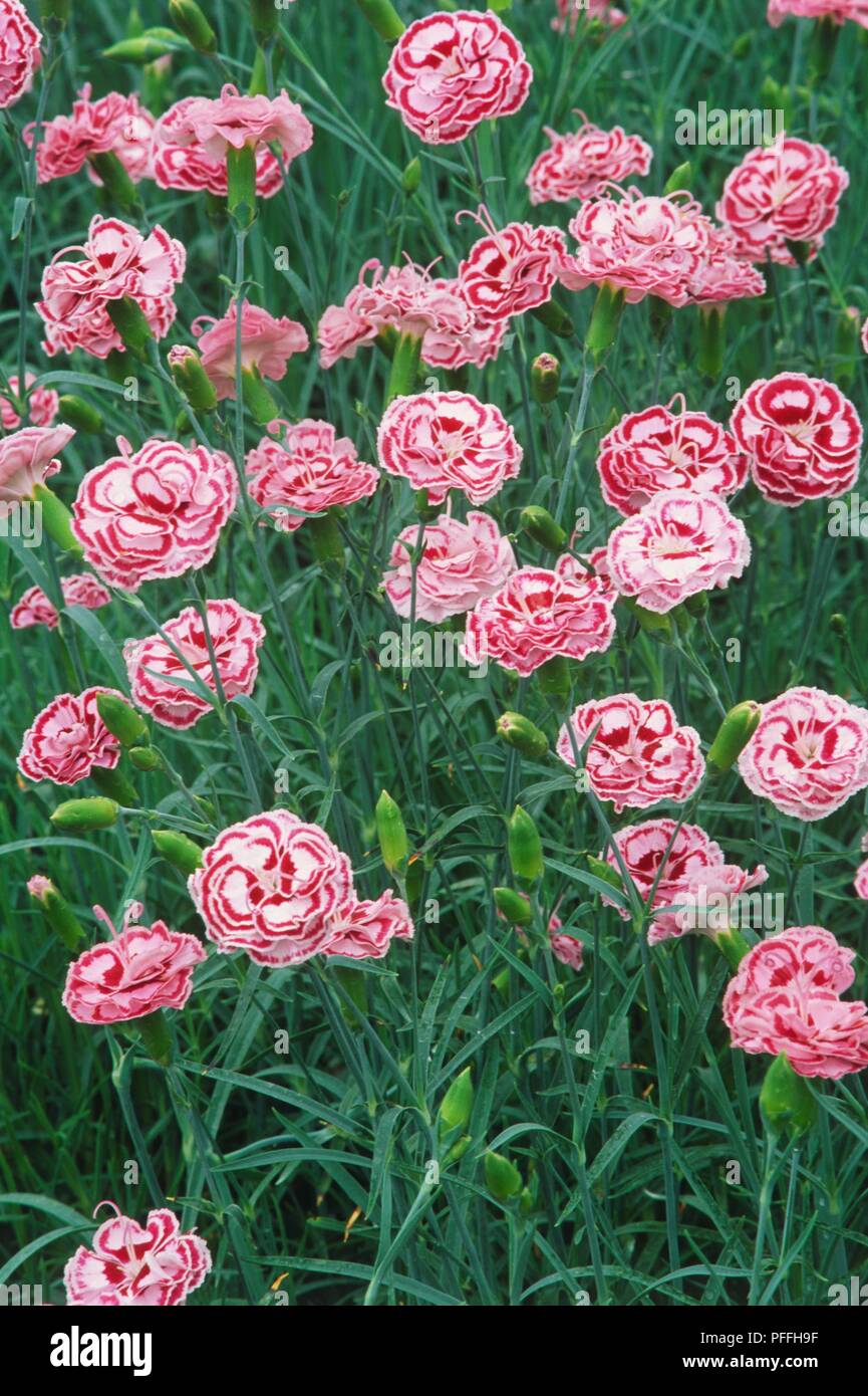 Carnation-type pink and white flowers of Dianthus 'Becky Robinson' Stock Photo