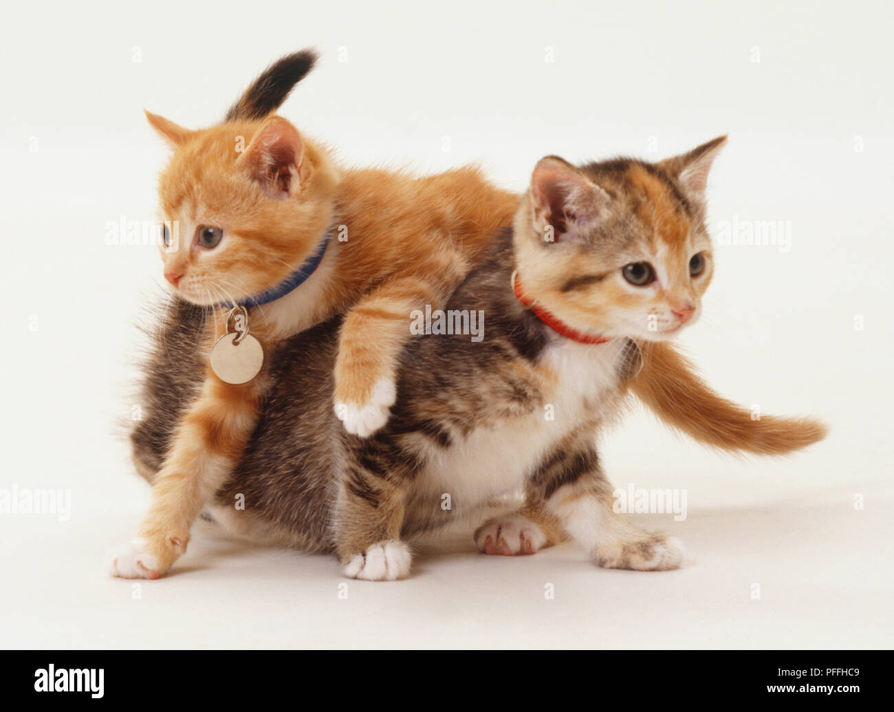 Two tabby kittens playing, both wearing collars with nametags, playing