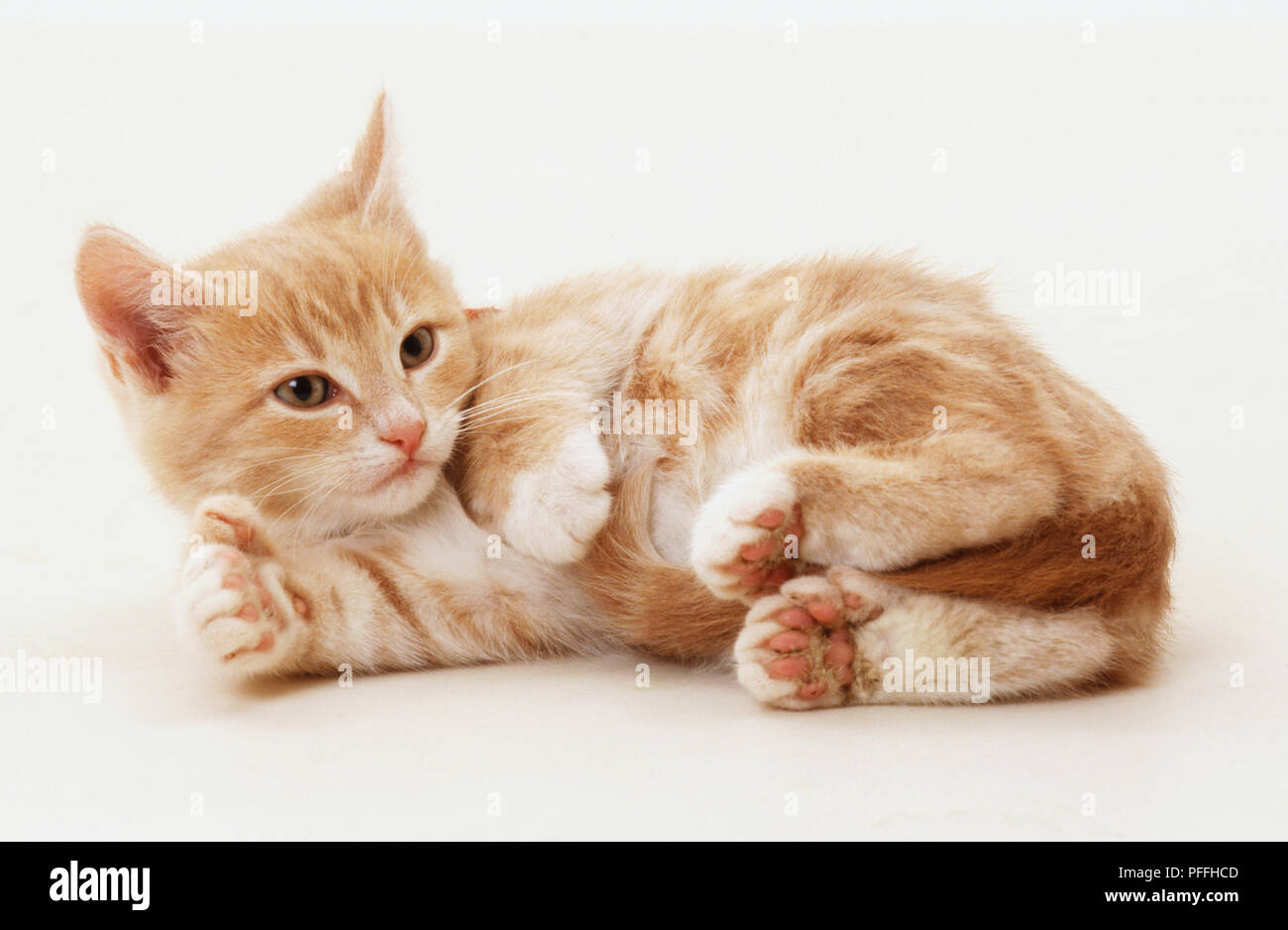 Cream and white tabby kitten lying on its side, showing pink pads under paws, soft furry tummy, side view Stock Photo - Alamy Cream and white tabby kitten lying on its side, showing pink pads under paws, soft furry tummy, side view Stock Photo - Alamy