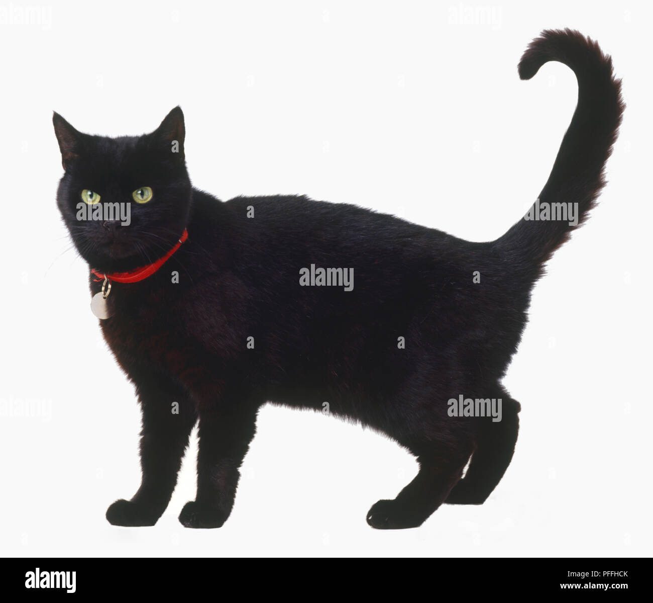black cat collar