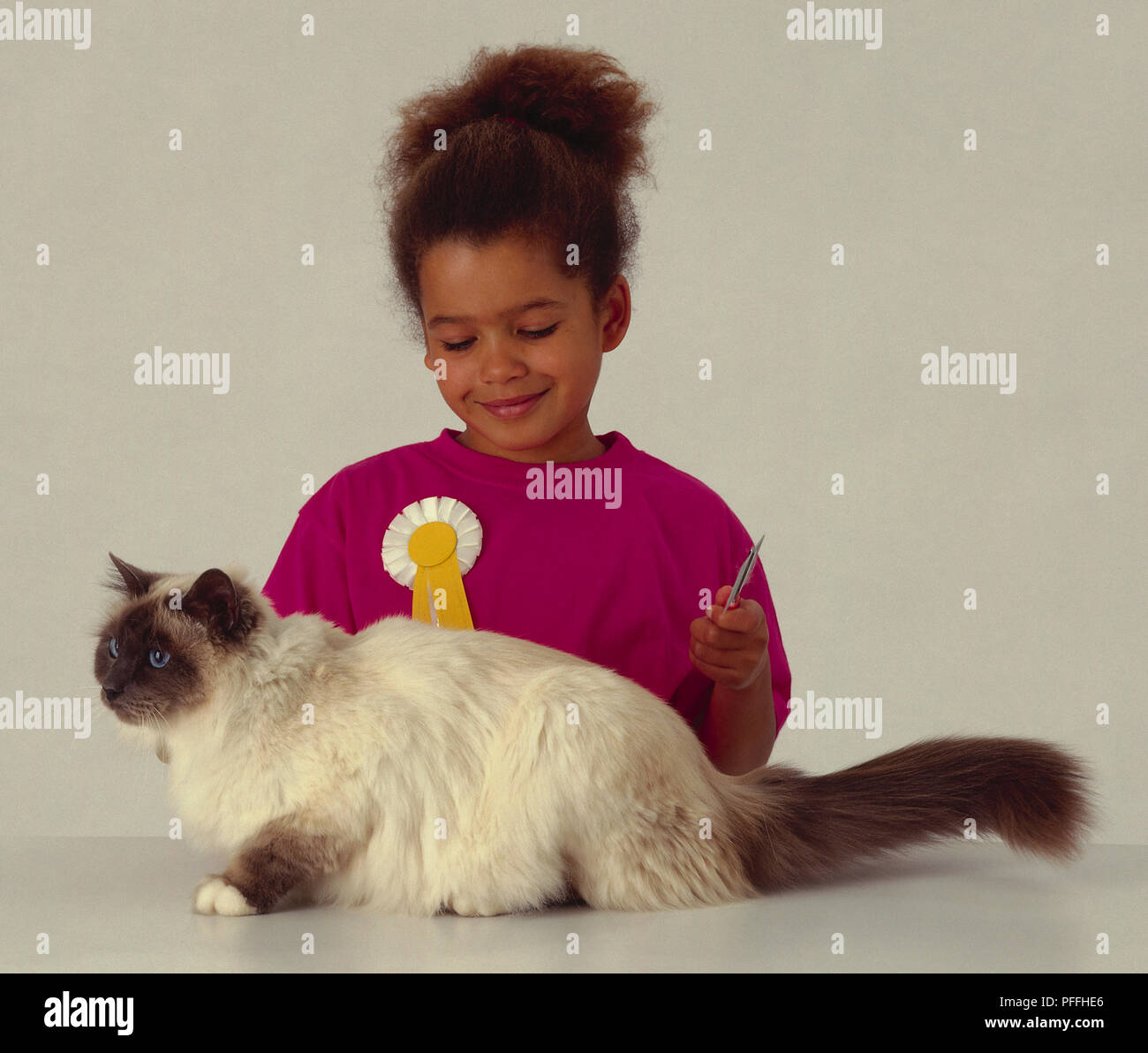 Young girl, wearing a rosette on her T-shirt and holding a comb in her hand as she is about to groom her Ragdoll cat Stock Photo