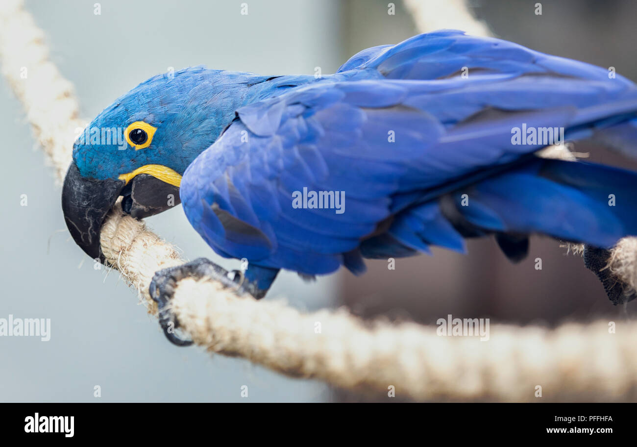hyacinth macaw bird in a green zoo Dubai Stock Photo Alamy