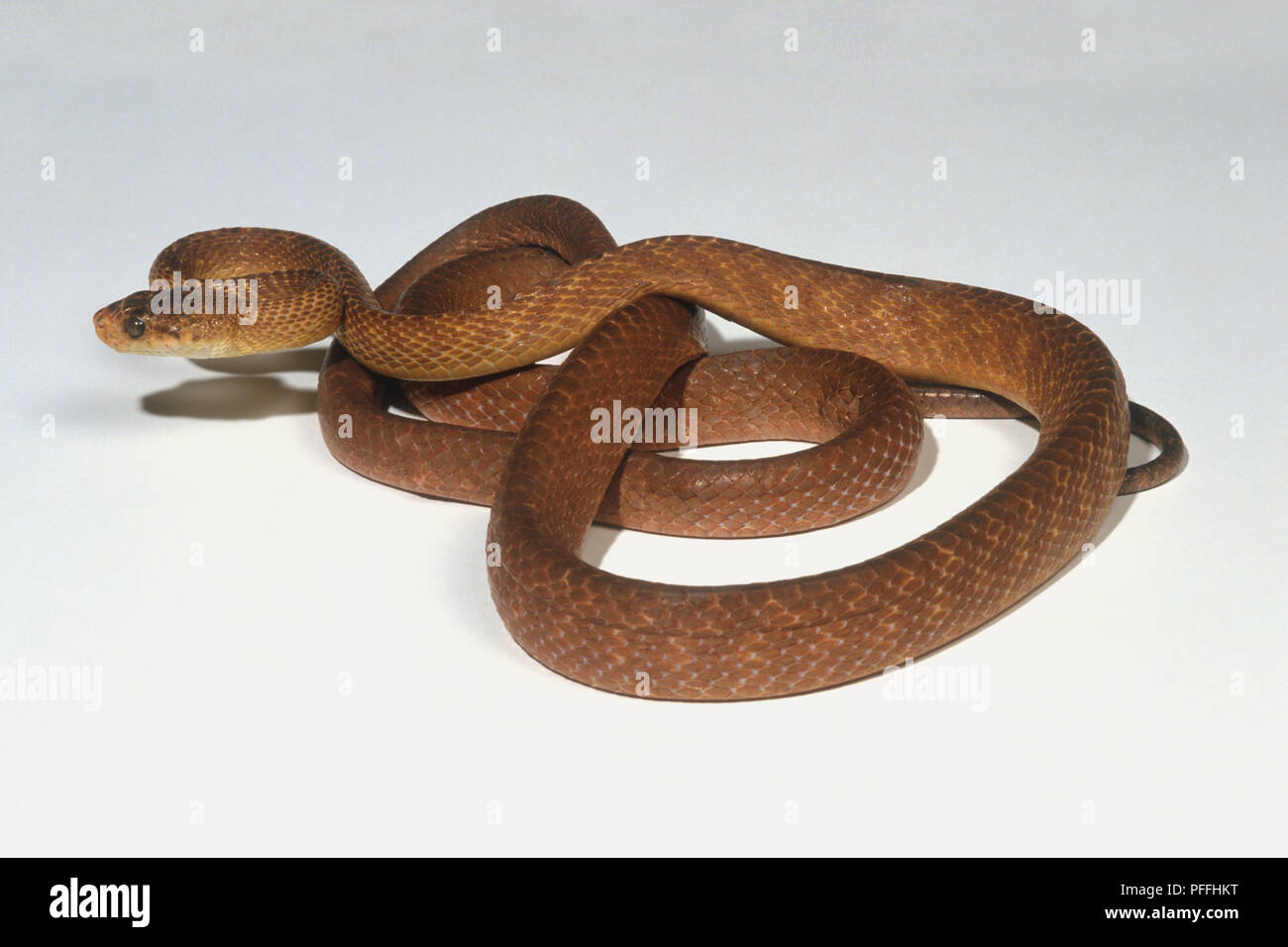 Brown tree snake (Boiga irregularis), coiled up, looking sideways Stock Photo