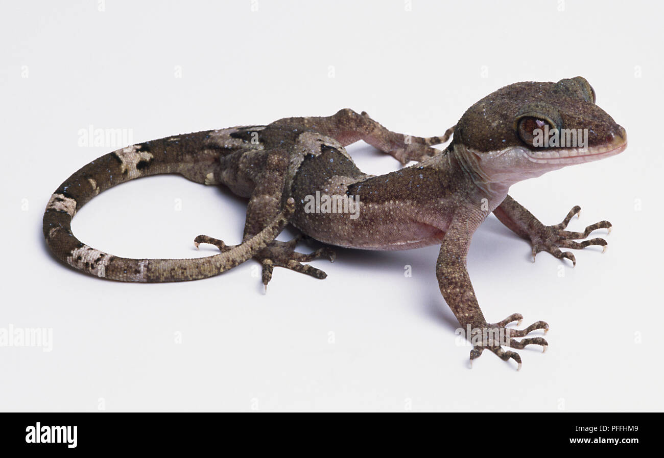 This large, slender gecko has long legs and long, clawed, non-dilated, bird-like toes and large eyes. The light brown body and tail are patterned with broad, bold brown bands. Stock Photo