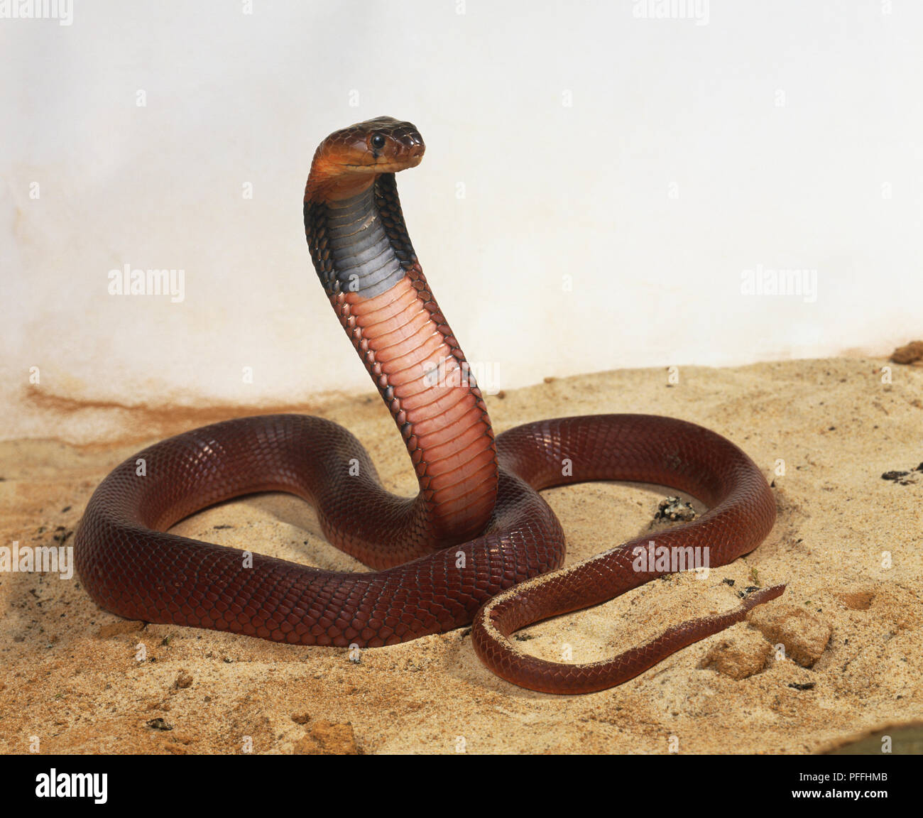 This cobra is salmon-pink to coral-red with a broad black band around the neck. It has a small, round head and large eyes with round pupils; a black teardrop marking is present under each eye. Stock Photo