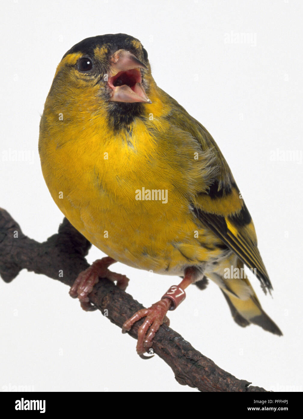 Front view of a Eurasian Siskin, perching on a narrow branch, with head slightly turned to the side and showing the open bill/beak. Stock Photo