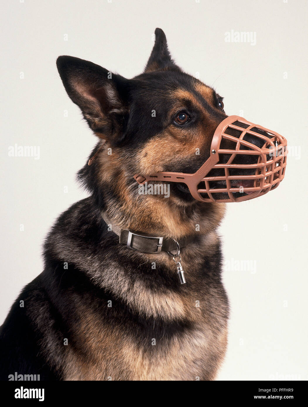 german shepherd muzzle