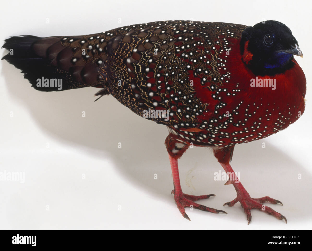 Side overhead view of a Satyr Tragopan, with distinctive, spotted plumage, and head in profile. Stock Photo