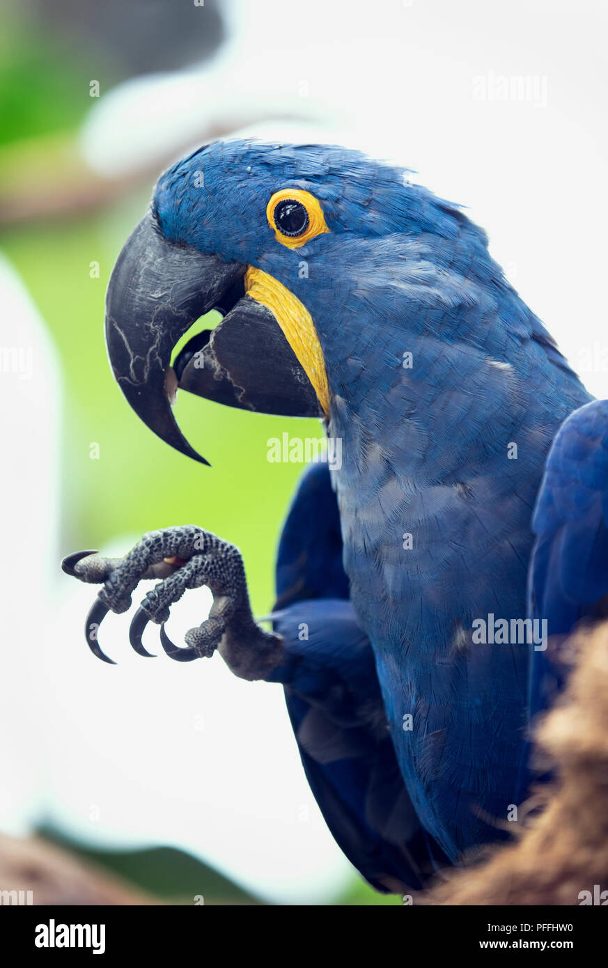 hyacinth macaw bird in a green zoo Dubai Stock Photo Alamy