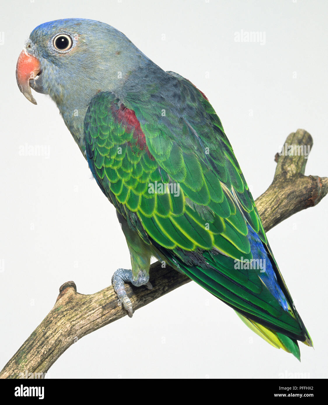 Rear view of a Blue-Rumped Parrot, perching on a branch, with head in profile, showing red bill, greyish-blue head, olive-green wing plumage with greenish-yellow edging, upper tail-coverts deep blue, and grey feet and legs. Stock Photo