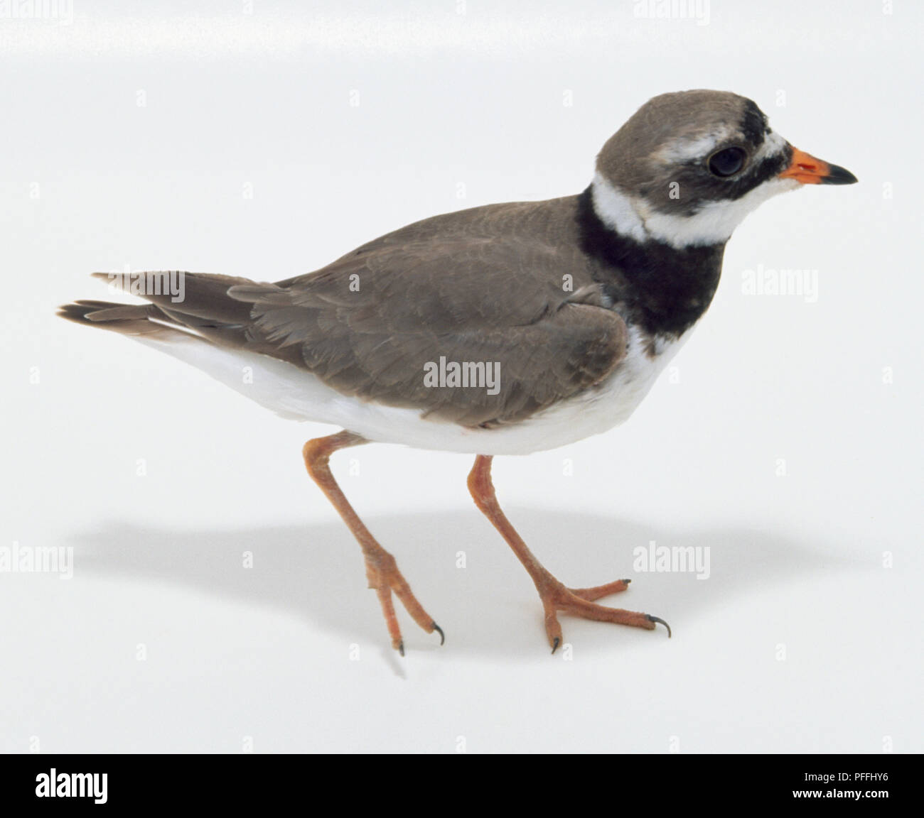 Side/overhead view of a Common Ringed Plover with head in profile