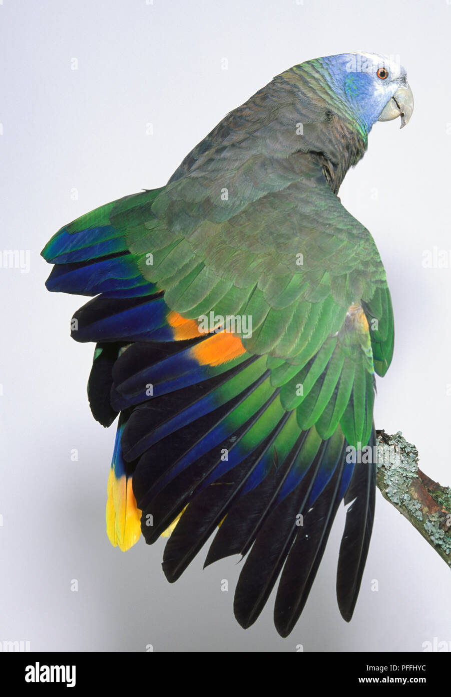 Rear view of a St Vincent Amazon Parrot, Amazona guildingii, Green Phase, perching on a branch, with head in profile, showing horn-coloured bill, scaly-edged nape feathers and yellow tail tip. Yellow and orange wing patches are revealed ... SEE DESCRIPTION Stock Photo