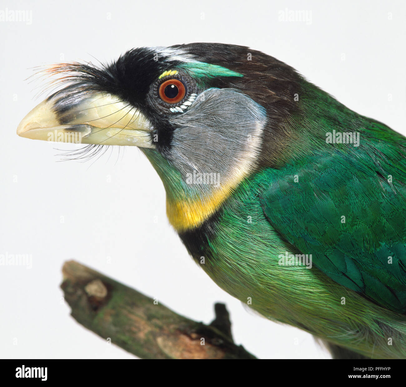 Head profile close-up of a Fire-Tufted Barbet showing the distinctive, reddish tuft on its forehead. Stock Photo