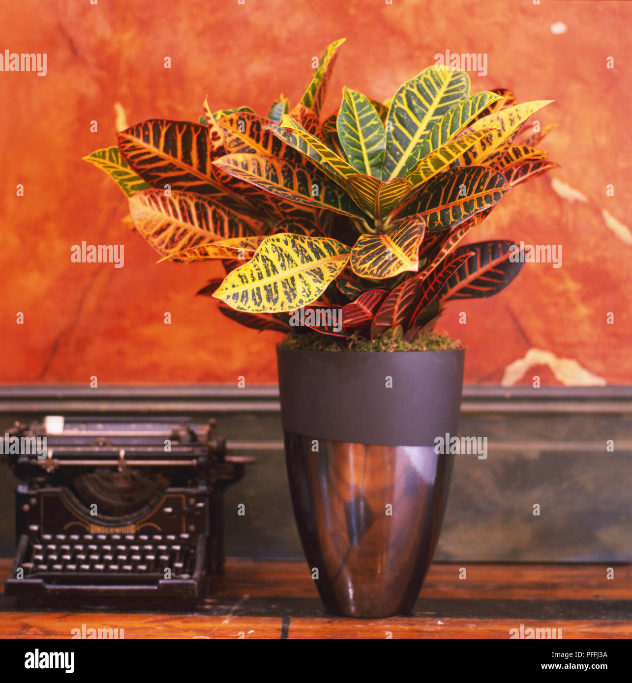 The baked-earth, Codiaeum variegatum, hues provide a moody backdrop for the variegated croton in a modern container, next to an old fashioned typewriter. Stock Photo