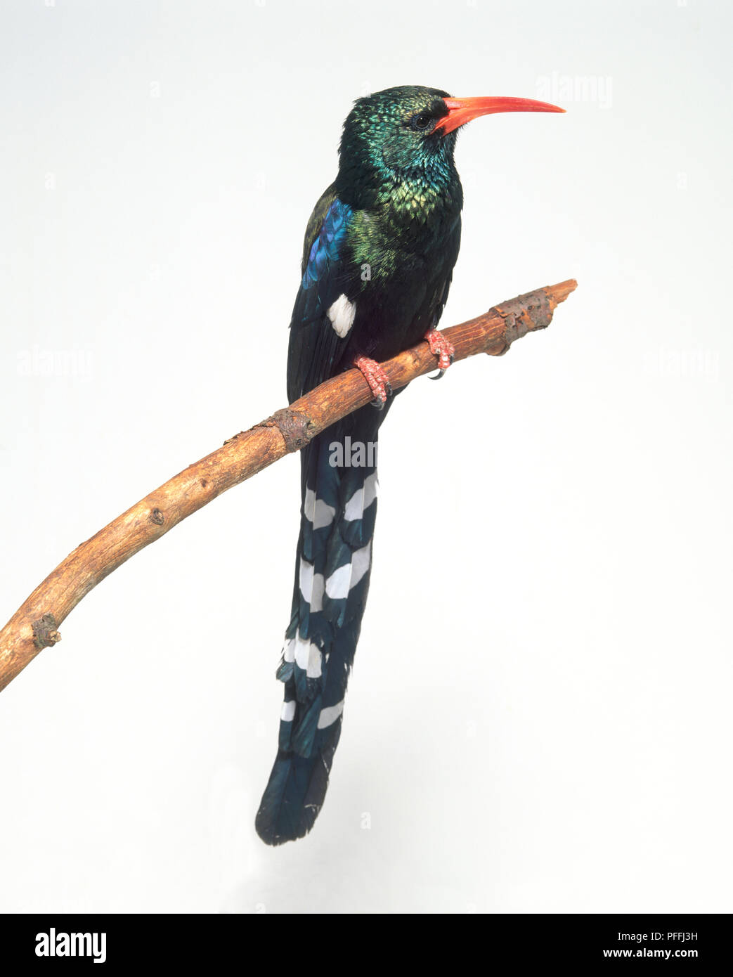 Green wood hoopoe (Phoeniculus purpureus), perched on a branch, displaying its long red bill and long tail feathers Stock Photo