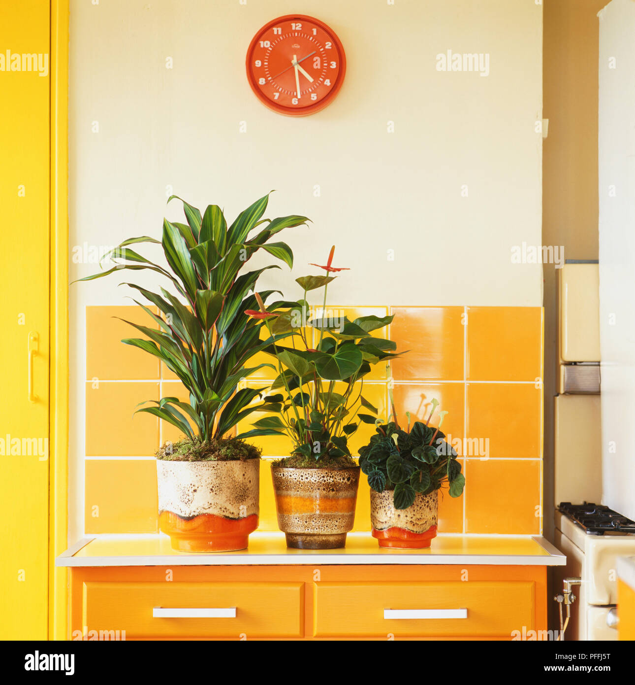 Funky 1970s glazed pots are ideal for plants such as these with glossy leaves, displayed in a kitchen setting, set against glazed tiles and with a clock on the wall. Stock Photo